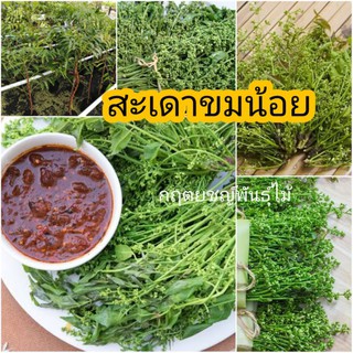 🌱​ต้นสะเดาขมน้อยทวาย กิ่งตอน🍀😘