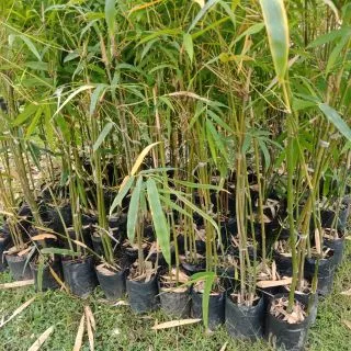 ไผ่ซางหม่นแท้100%#ถูกที่สุดในโลก(ขั้นต่ำ4ต้น)