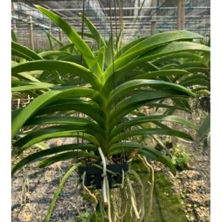 กล้วยไม้ แวนด้า ปากช่องบลู ต้นไซส์กลาง Vanda Pakchong Blue medium size