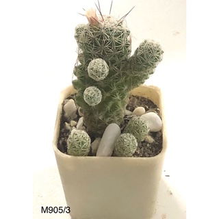 แคคตัส แมมตุ๊กตาญี่ปุ่น (Mammillaria gracili)