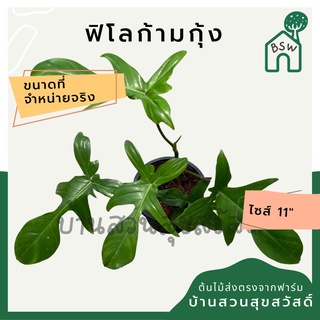 ฟิโลก้ามกุ้งเขียว กระถาง 4 นิ้ว philodendron