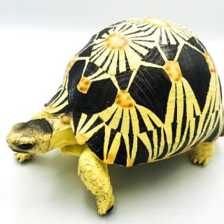 Radiated tortoise  เต่าราเดียตา กว้าง 18ซม ยาว 12ซม สูง 12ซม