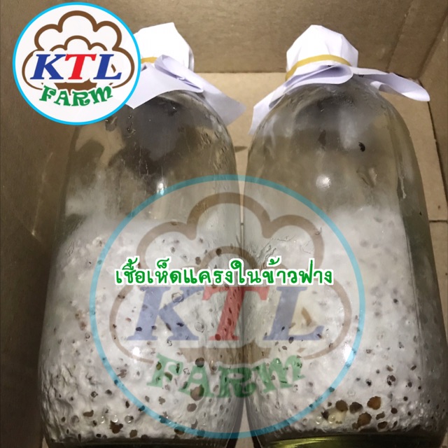 เชื้อเห็ดแครงในข้าวฟ่าง1ขวด