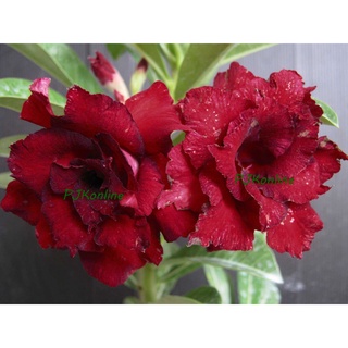 แบล็คโรส ต้นชวนชม ดอกซ้อน หลายสายพันธุ์ adenium desert rose plant