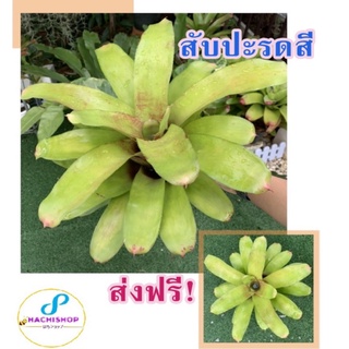 สับปะรดสี (Bromelia)ไซส์ใหญ่กอสวยๆ ส่งให้ฟรี!!ไม่ต้องใช้โค้ด