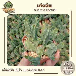 เก๋งจีน huernia cactus แคคตัส (ส่งทั้งกระถาง)