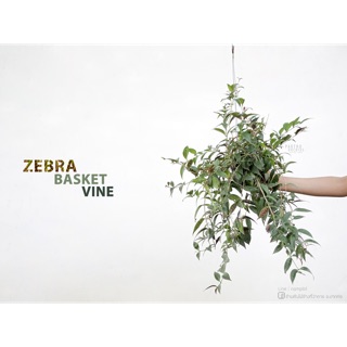 ไก่ลาย ต้นไม้แขวน zebra basket vine