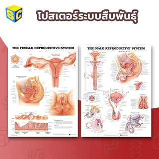 โปสเตอร์ระบบสืบพันธุ์ Reproductive System anatomy poster