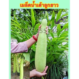 เมล็ดพันธ์น้ำเต้าลูกยาว