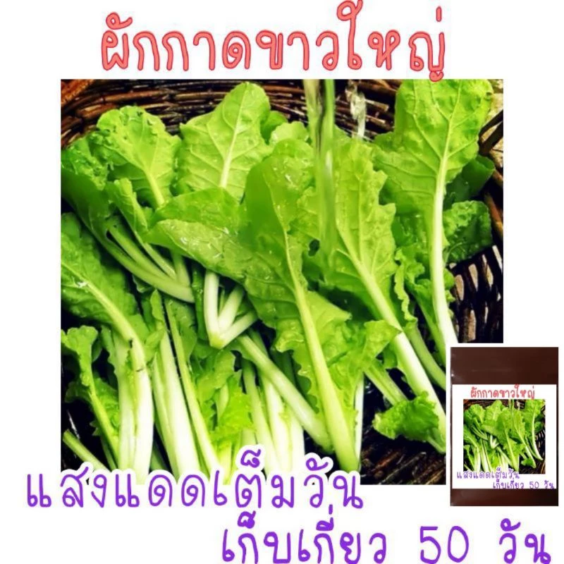 เมล็ด​พันธุ์​ ผักกาดขาวใหญ่​ 500เมล็ด​ ซองซิป