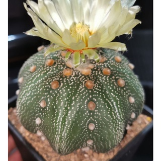 แอสโตร​ไ​ฟตั้​ม เว้า ฟุคุริว #แคสตัส castus​ astrophytum แอสโตร แอสโตร​ไ​ฟตั้​ม แอสโตรไฟตัม กระบองเพชร แอสโตรวี super