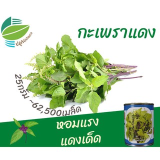 กะเพรา​แดง ~62,500 เมล็ด (Red Holy Basil)​