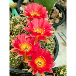 ต้นกระบองเพชร โลบิเวีย Lobivia cactus สายดอกสีสวยสดๆ