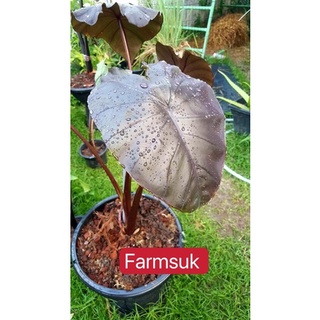 Colocasia back Oporโคโลคาเซียแบล็กโอปอชำในแก้วใส่รากเดินดี