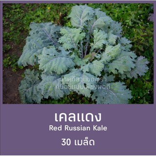 เมล็ดเคลแดง 19บาท บรรจุซองละ 30  เมล็ด