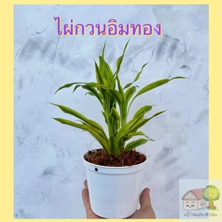 ไผ่กวนอิมทอง เงิน นำโชคใบสดสีสวย กระถางดำ 3 กระถางขาว 4 นิ้ว