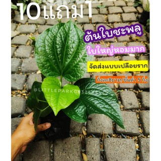 ต้นชะพลูใบใหญ่ มีรากแล้ว​ กดสั่ง​10ต้นขึ้นไปนะคะ​ [จัดส่งแบบเปลือยราก]