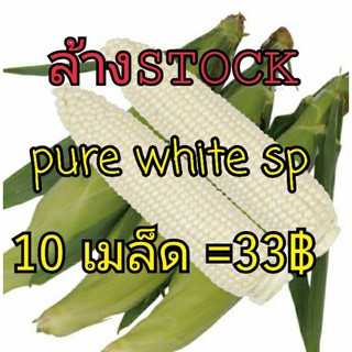 ข้าวโพดนมสด pure white SP ทานสดได้