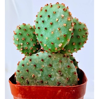 โอพันเทีย รูฟิด้า อวบๆ (Opuntia Rufida) ขนาดประมาณความยาว*กว้าง 6*5 เซนติเมตร  จำนวน 1 ต้น #ใบเสมาด่าง #แคตตัสหูกระต่าย