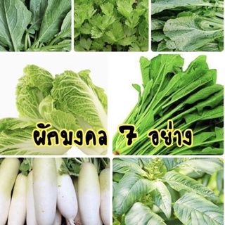 เมล็ดผัก ผักสวนครัว ผักมงคล 7 อย่าง ปลูกง่ายมาก 10 บาท