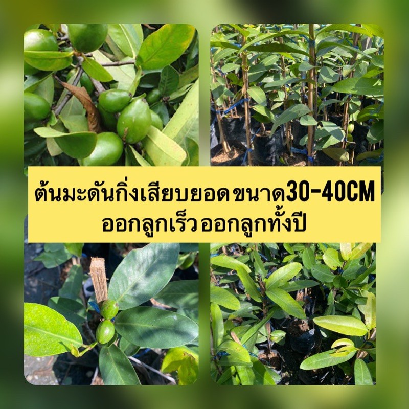 ต้นมะดันกิ่งเสียบยอดขนาด30-40cm ออกลูกเร็ว ออกลูกทั้งปี สายพันธุ์แท้100%