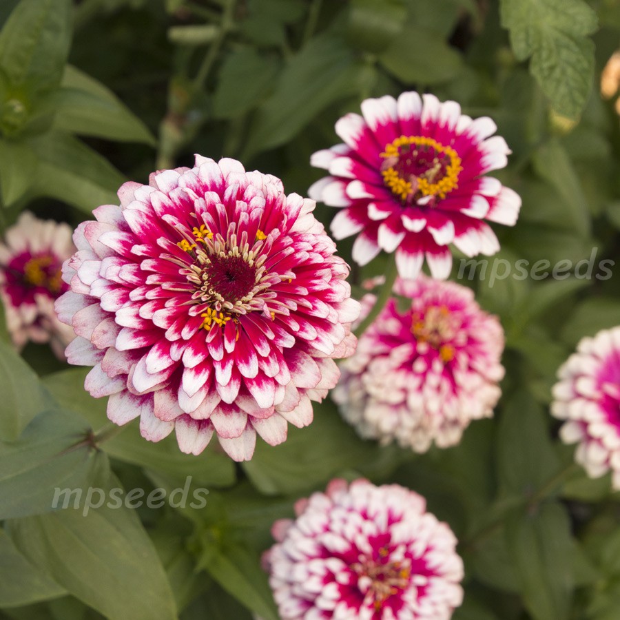 เมล็ดพันธุ์ บานชื่นแฟนซี / บานชื่นตุรกี คละสี 0.5 กรัม ( 50+ เมล็ด)  Mazurka & Macarena  Zinnia Mix