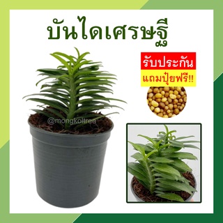 รับประกัน! ตายเปลี่ยนฟรี 🌱ต้นบันไดเศรษฐี🌱  ไม้มงคลขนาดเล็ก กระถาง 3 นิ้ว ว่านรวยไม่เลิก ว่านตีนตะขาบ เสริมโชคลาภ