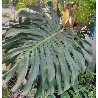 Monstera Deliciosa (Giant) มอนสเตอร่า ไจแอนท์