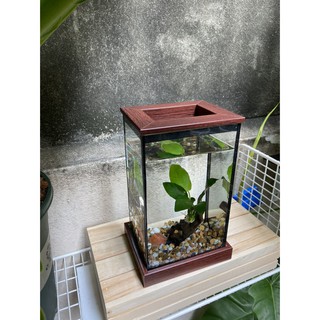 Betta Corner Set ตู้ปลาขนาด 4*5*8 ฐานสีน้ำตาลเข้ม พร้อมของตกแต่งในตู้ หินโอ่ง ต้นไม้น้ำติดขอน