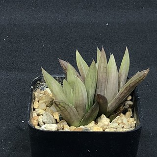 Haworthia ฮาโวเทีย ขนาดเล็ก