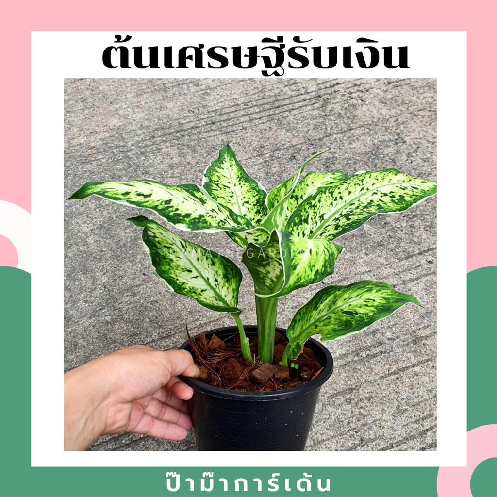 มุมมอง 2