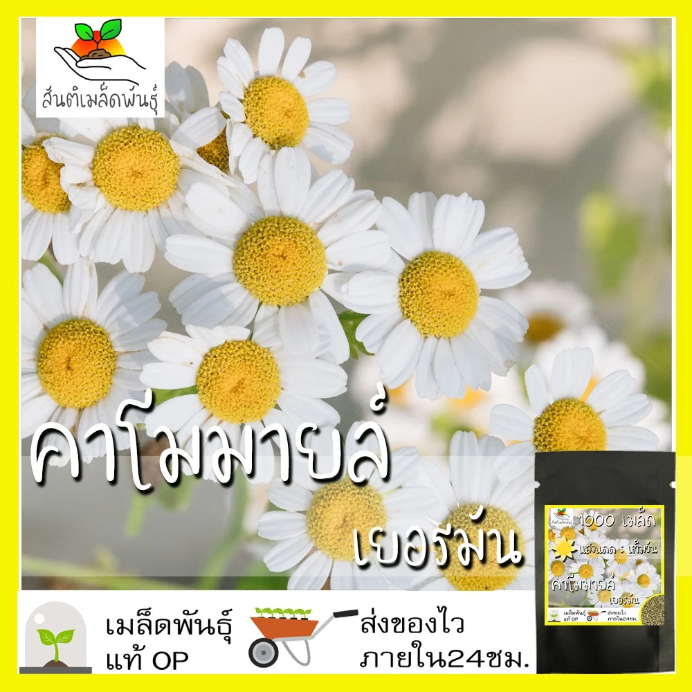 เมล็ดพันธุ์ คาโมมายล์ เยอรมัน 1000 เมล็ด German Chamomile Seed เมล็ดพันธุ์แท้ นำเข้าจากต่างประเทศ ปลูกผัก สวนครัว ถูกดี