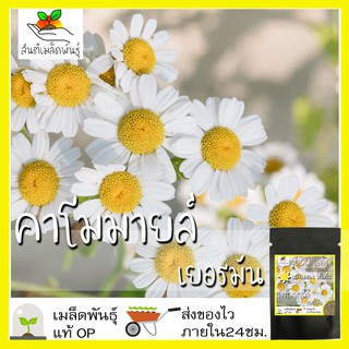 เมล็ดพันธุ์ คาโมมายล์ เยอรมัน 1000 เมล็ด German Chamomile Seed เมล็ดพันธุ์แท้ นำ50 เมล็ด (ไม่ใช่พืชที่มีชีวิต)