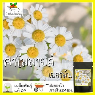 เมล็ดพันธุ์ คาโมมายล์ เยอรมัน 1000 เมล็ด German Chamomile Seed เมล็ดพันธุ์แท้ นำเข้าจากต่างประเทศ ปลูกผัก สวนครัว ถูกดี