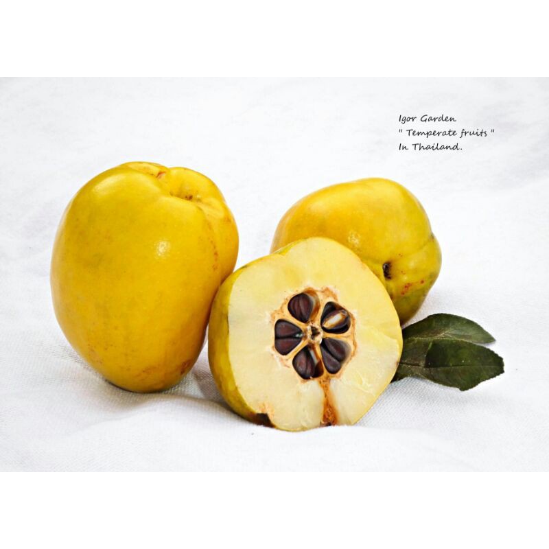 กล้าผลควินซ์ (Japanese Quince)🍋
