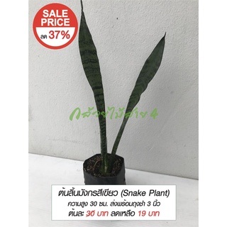 ต้นลิ้นมังกรสีเขียว (Snake Plant) ต้นไม้ฟอกอากาศ ดูดสารพิษ ความสูง 30 ซม. ส่งพร้อมถุงชำ 3 นิ้ว