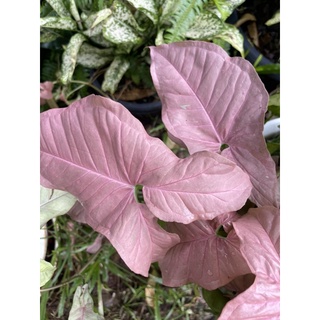 ออมชมพูหรืออมนาค(Syngonium hybrid pink) ต้นไม้มงคลสีหวาน