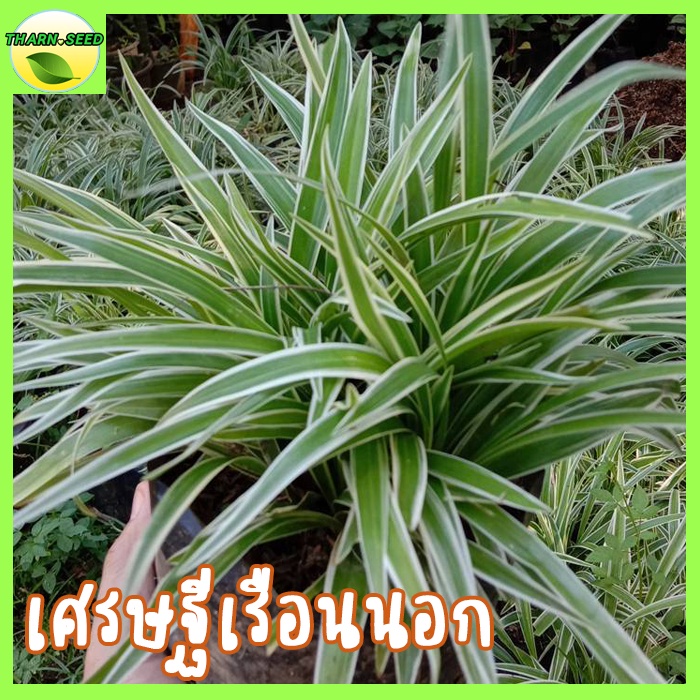 ว่านเศรษฐีเรือนนอก ว่านเสริมสิริมงคล 5แถม1 ขอบใบขาว ไม้มงคล ไม้ประดับ Spider Plant  Airplane Plant ต