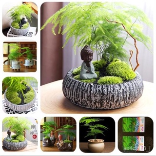 （อัตราการปลูกสูง）20Pcs/Pack Asparagus Fern Tree Seeds Evergreen Indoor Potted Plants Bonsai Seeds