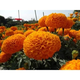 เมล็ดดอกดาวเรืองสีส้ม 100 เมล็ด