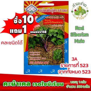 (ซื้อ10แถม1) เมล็ดพันธุ์ เคล เรดไซบีเรียน red Siberian Kale ประมาณ 300เมล็ด 3A สามเอ เคลไซบีเรียน ผักสวนครัว เมล็ดพันธุ์