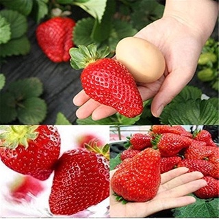 500 ชิ้น เมล็ดสตรอเบอร์รี่ สตรอเบอร์รี่พันธุ์พระราชทาน อัตราความงอก 80% Giant Strawberry Seeds, Sweet Red Strawberry