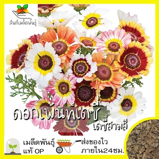 ของพร้อมส่ง🔥✅โครตฮิต✅🔥เมล็ดพันธุ์ ดอกเพ้นท์เดซี่ เดซี่สามสี 100เมล็ด  (Painted Daisy Mix Seed) เมล็ดพันธุ์แท้100% นำเข