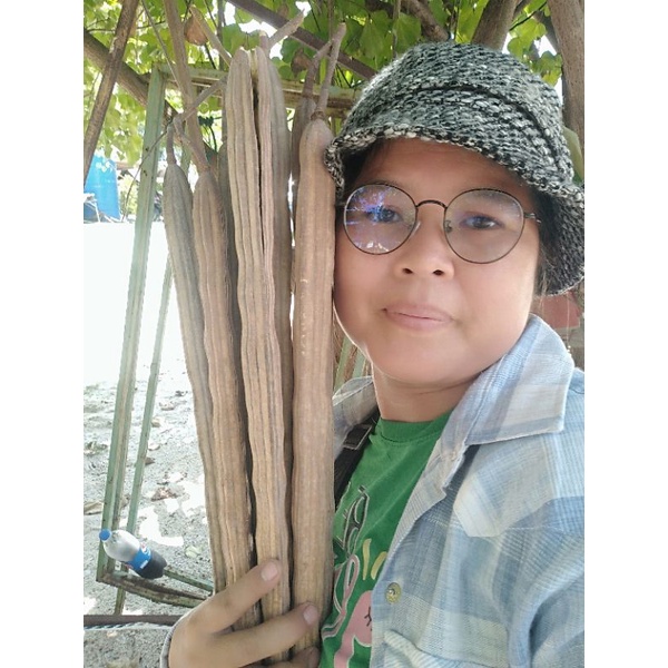 มะรุม​ยักษ์​ ขายเมล็ดพันธุ์1ชุด​50​บาท​บรรจุ​100เมล็ด​น้ำหนัก​30​กรัม - รูปที่ 5