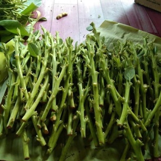 ยอดพันธุ์อะโวคาโดราคาต่อ1ยอดมีระดับกิ่งให้เลือกเลื่อนดู2รูปส…