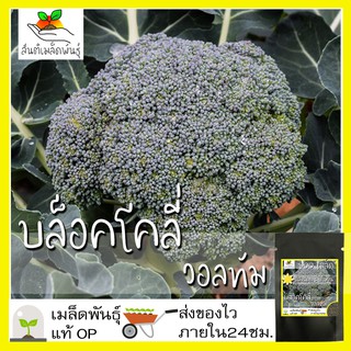 เมล็ดพันธุ์ บล็อคโคลี่วอลทัม 400 เมล็ด Waltham29 Broccoli เมล็ดพันธุ์แท้ นำเข้าจากต่างประเทศ ปลูกผัก สวนครัว ถูกดี