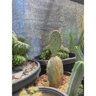 opuntia santaritaใบม่วง   เด็ดสด