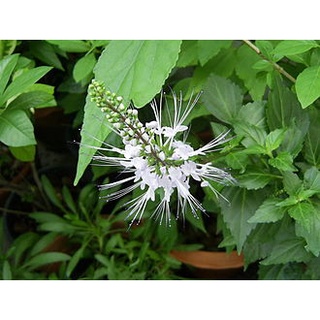 ต้นพันธุ์ หญ้าหนวดแมว (Orthosiphon aristatus) สมุนไพรมากประโยชน์ พร้อมปลูกในถุงดำ 39 บาท