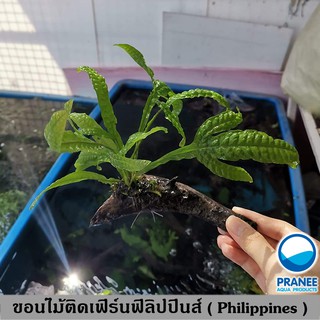 ขอนไม้ติดเฟิร์นฟิลิปปินส์ ( Philippines ) (ต้นไม้น้ำ) ***กรุณาอ่านรายละเอียดก่อนสั่งซื้อ***