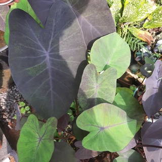 แบล๊คเมจิกกลาย /Colocasia Black magic Varigate